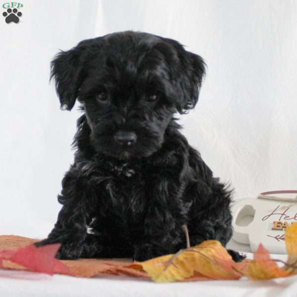Scott, Yorkie Poo Puppy